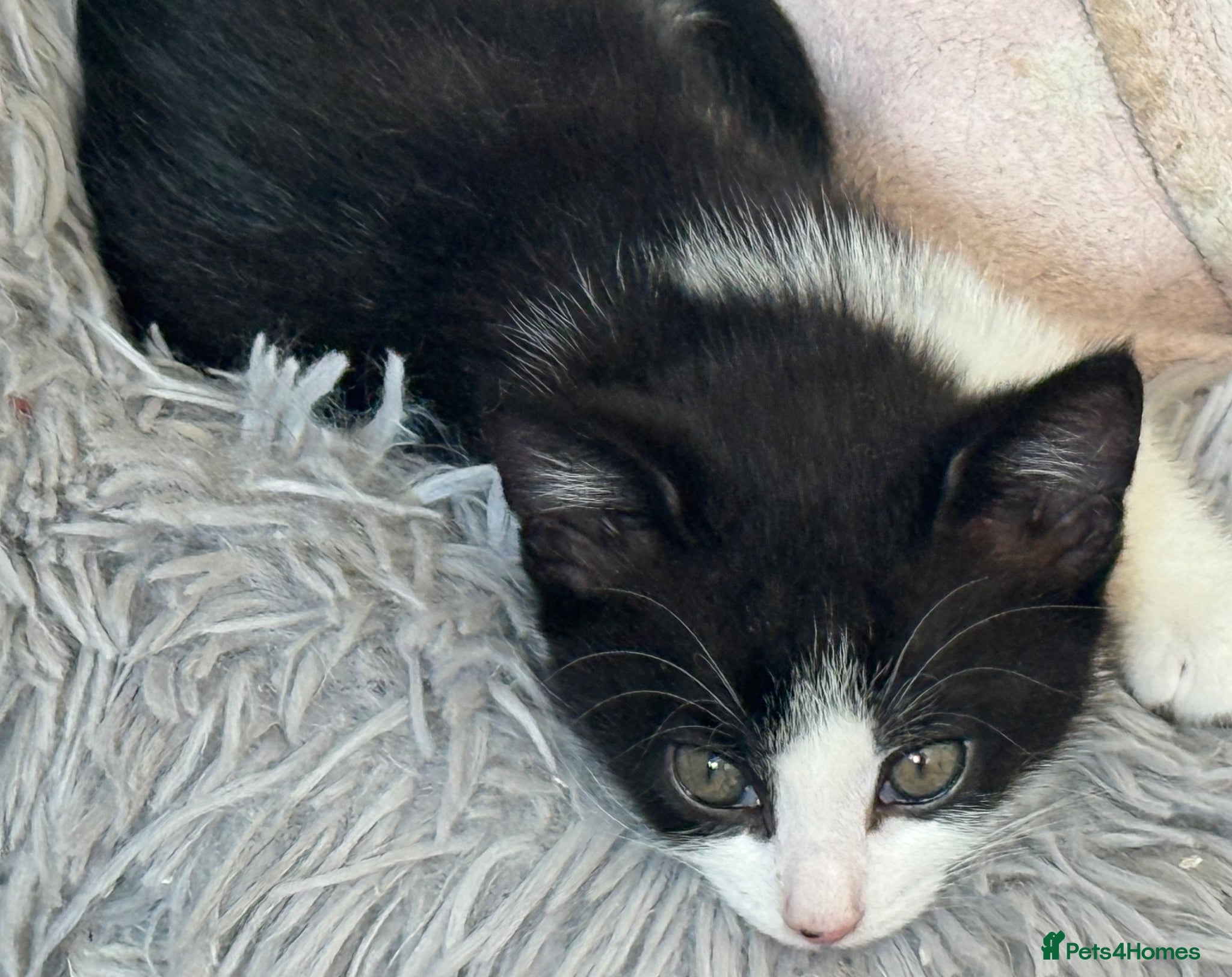 Mixed Breed cats One sweet girl left for her forever home 🩷 - Advert 18