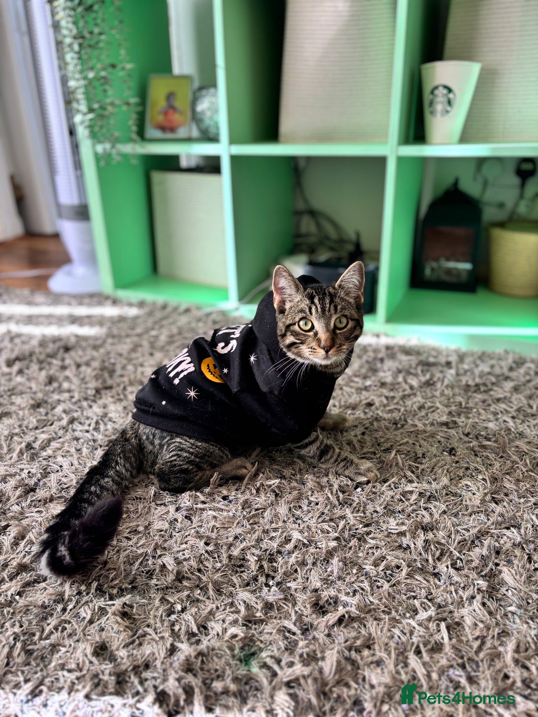 Mixed Breed cats for sale: Mitch & Bingo  - Advert 6