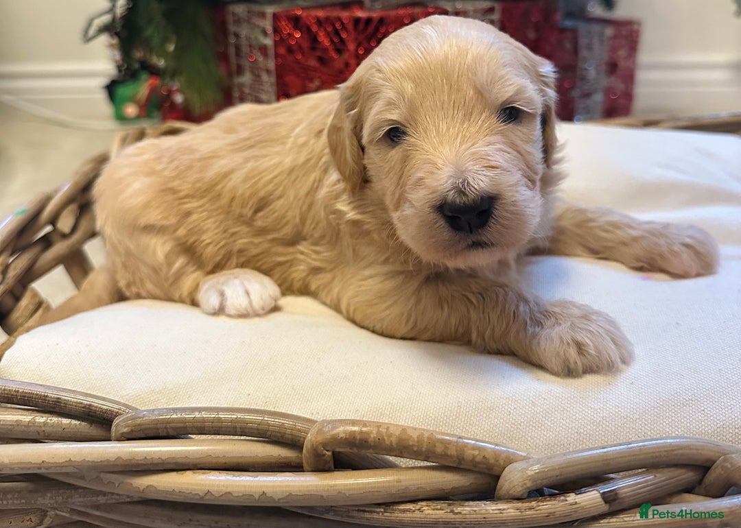 Mixed Breed dogs for sale: Australian double doodles  - Advert 26