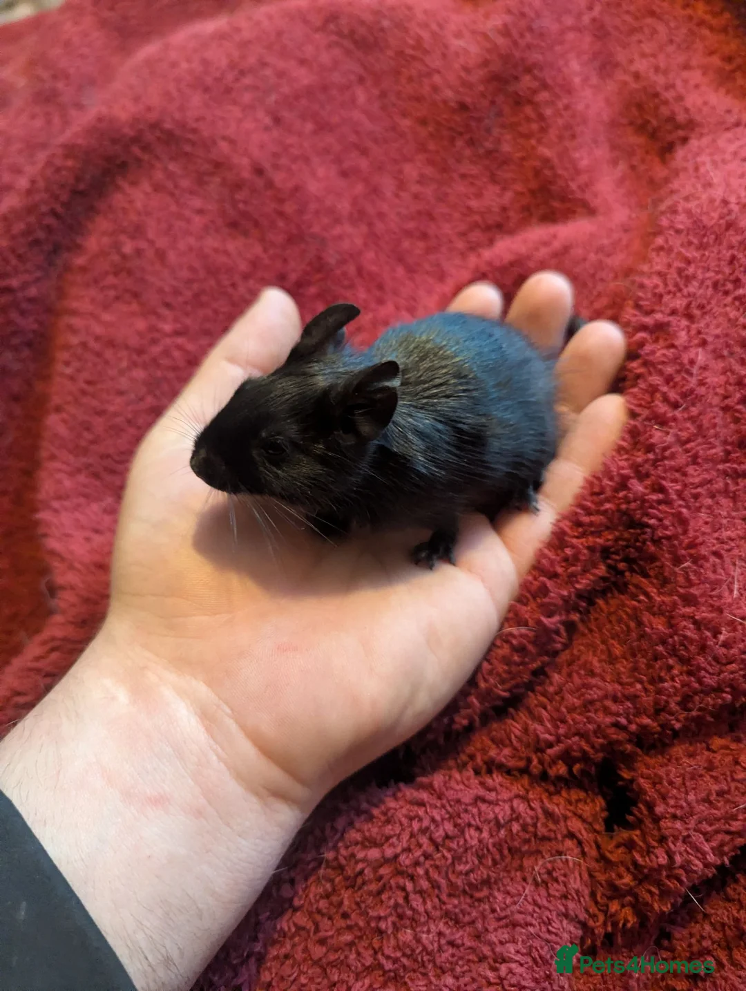 Degus rodents for sale: Young black degu's  - Advert 2