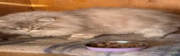 Siberian cats for sale: Siberian kitten  - Advert 16