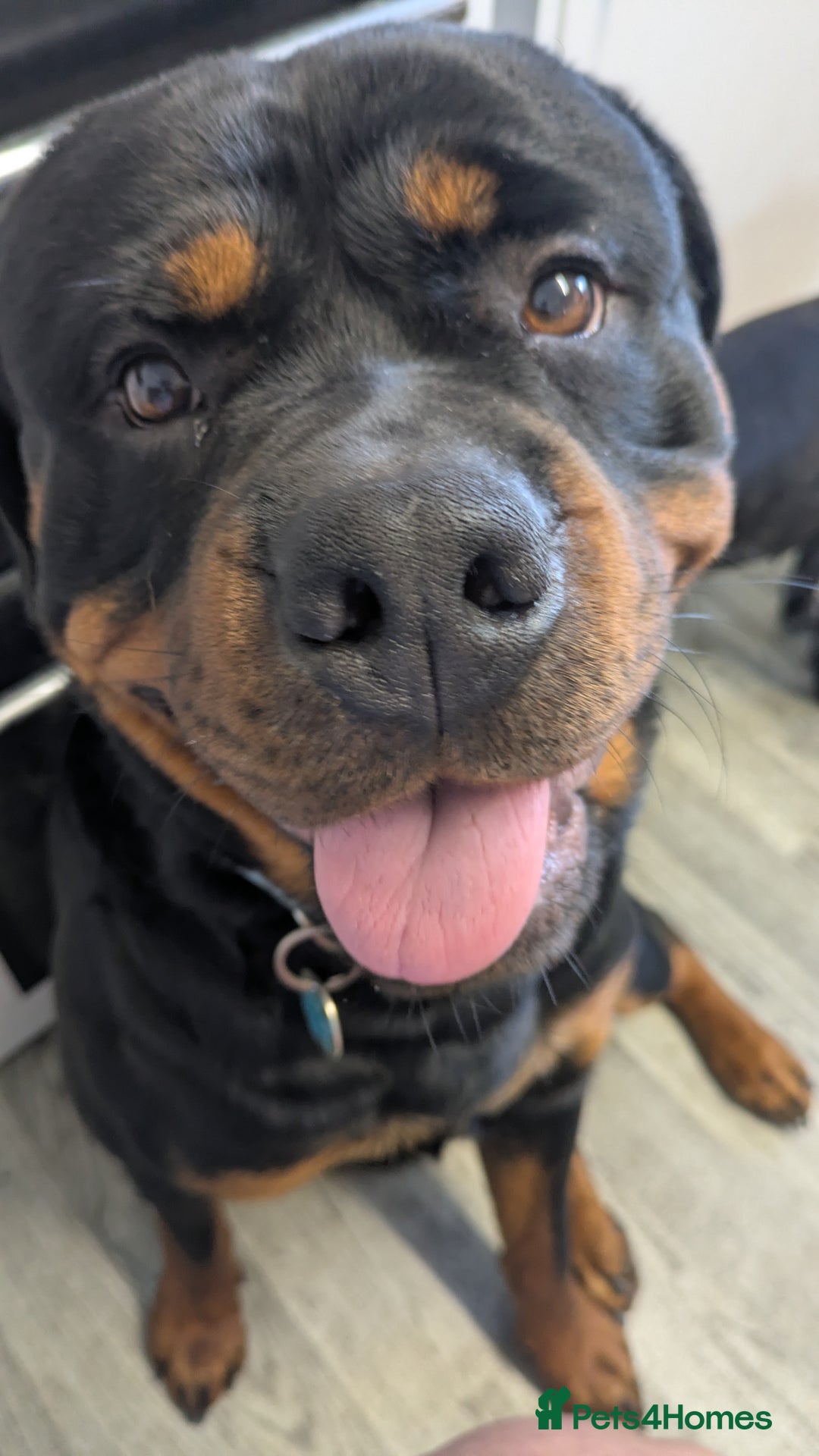 Mixed Breed dogs for sale: Pup looking for her forever home  - Advert 3