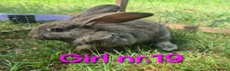 Continental Giant rabbits for sale: Pure Continental Giant Vaccinated  - Advert 8