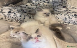 Ragdoll cats for sale: 5 ragdoll kittens GCCF  - Image 15