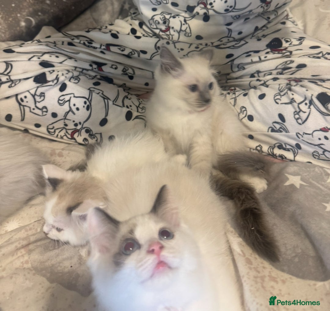 Ragdoll cats for sale: 5 ragdoll kittens GCCF  - Image 15