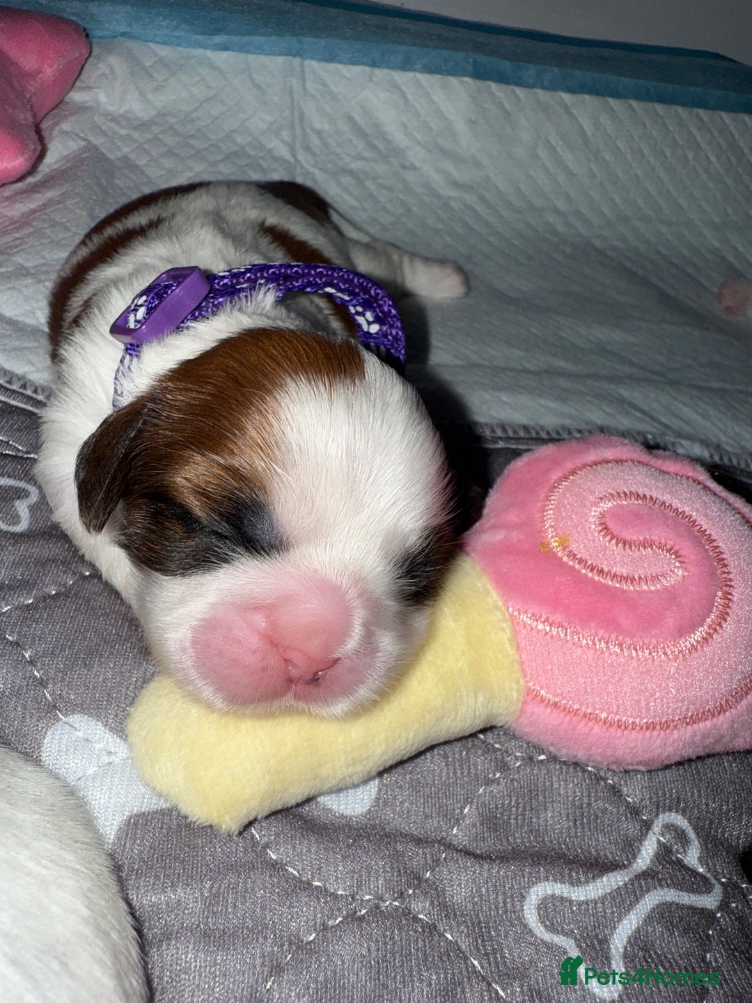 Shih Tzu dogs for sale: ShihTzu Newborn Puppies 💕Home-Raised & Well-Loved - Advert 31