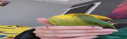 Lovebirds birds for sale: Gorgeous little lovebird ready for new home - Advert 4