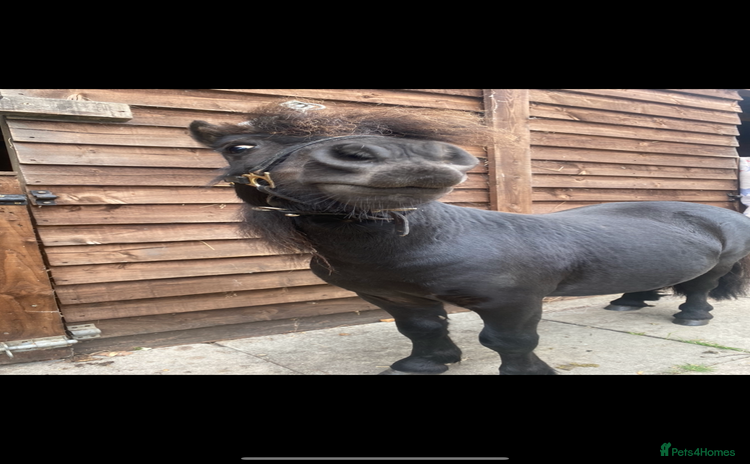 Shetland pony horses - Advert 15
