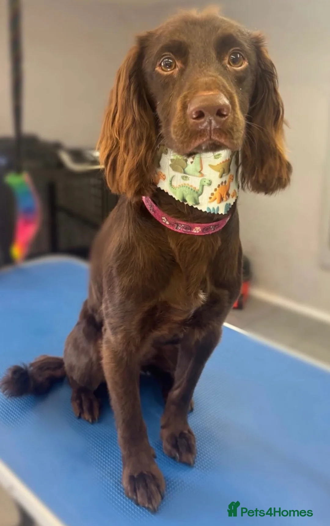Cockapoo dogs for sale: Beautiful cockapoo  in Grimsby - Advert 2