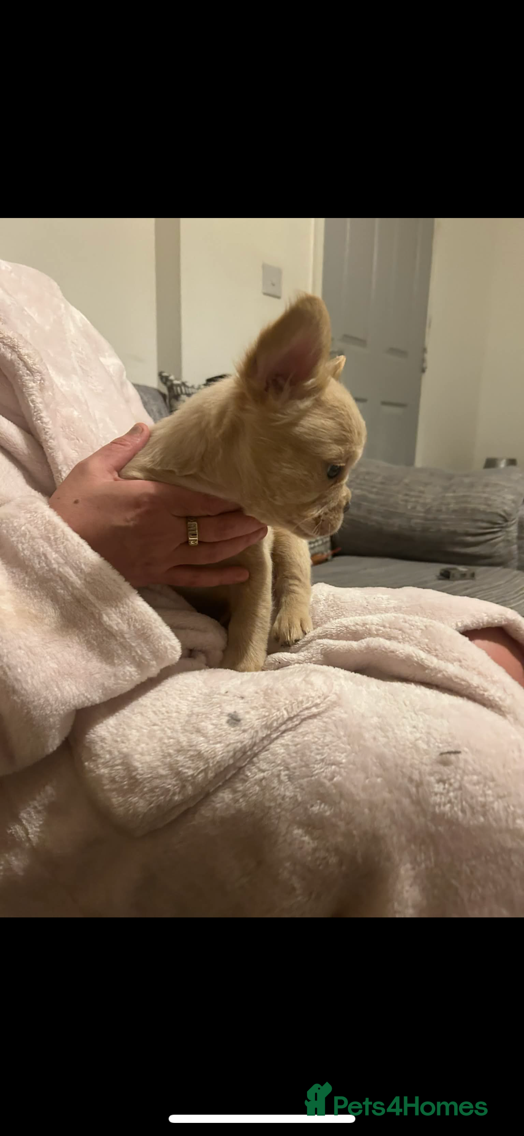 French Bulldog dogs for sale: French bulldog pups ready Now reduced‼️ - Advert 3