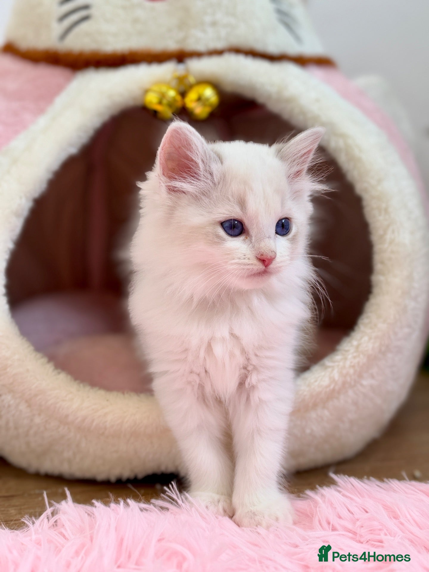 Ragdoll cats Outstanding Ragdoll Kittens✨Exceptional Quality - Advert 2