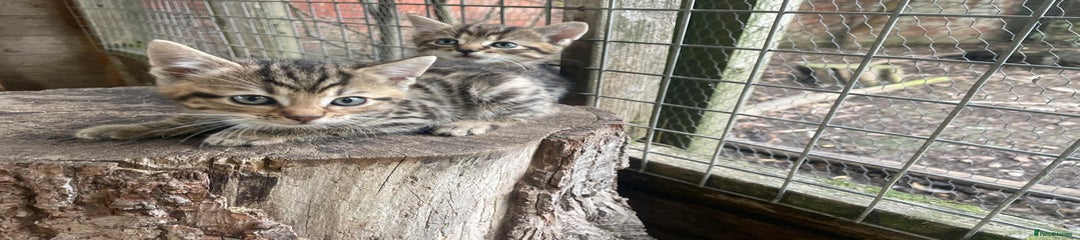 Domestic Shorthair Kitten 4