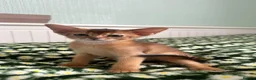 Abyssinian cats for sale: TICA Abyssinian kittens  - Advert 19