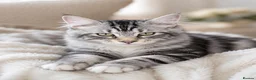 Maine Coon cats for sale: Stunning Maine Coon kittens ready for a new home. - Advert 6