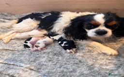 Cavalier King Charles Spaniel dogs for sale: Cavalier Pups – 0.10% COI, Health Tested, KC Reg - Image 6