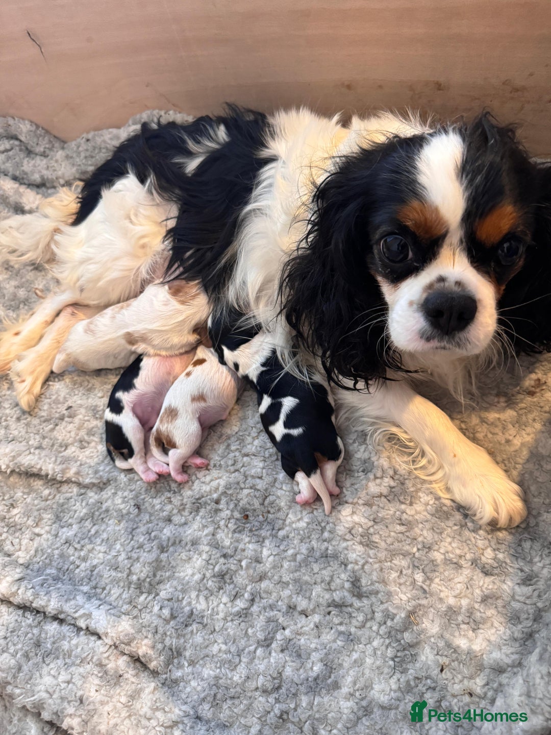 Cavalier King Charles Spaniel dogs for sale: Cavalier Pups – 0.10% COI, Health Tested, KC Reg - Image 6
