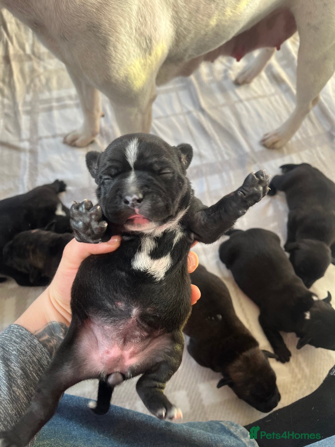 Staffordshire Bull Terrier dogs for sale: Champion bloodline 🏆 kc registered staffy pups  - Advert 1