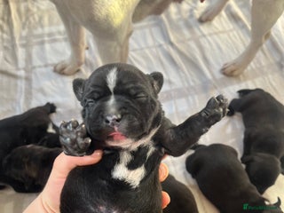 Staffordshire Bull Terrier dogs Champion bloodline 🏆 kc registered staffy pups - Advert 11