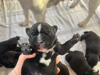 Staffordshire Bull Terrier dogs Champion bloodline 🏆 kc registered staffy pups - Advert 2