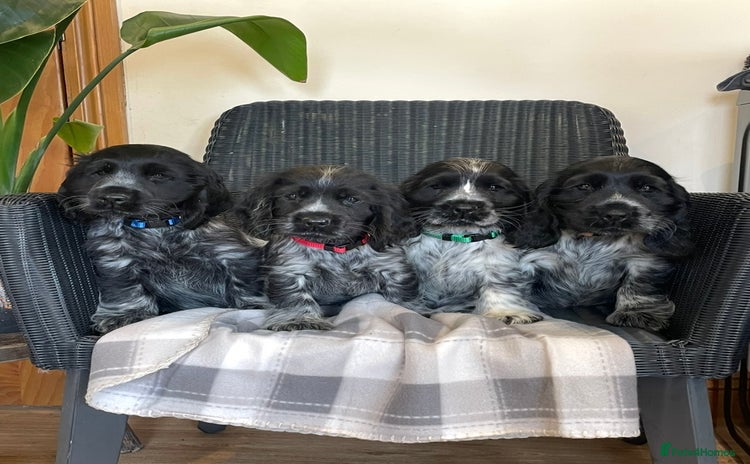 Cocker Spaniel dogs - Advert 15