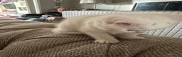 Mixed Breed cats for sale: British shorthair cross  - Advert 16
