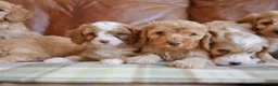 Cavapoo dogs for sale: Stunning Health Tested F1b Miniature Cavapoos - Advert 7