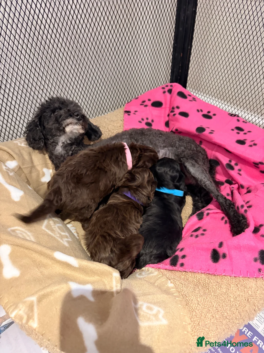 Cockapoo dogs for sale: Beautiful F1 cockapoo puppys - Advert 2
