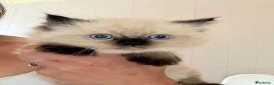 Ragdoll 1