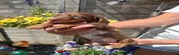 Miniature Dachshund dogs for sale: Stunning KC Reg Miniature Long Haired Litter  - Advert 14