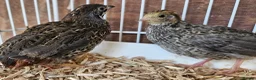 Quail poultry for sale: Chinese Painted Button Quail Groups  - Advert 7