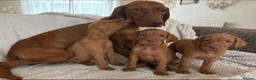 Hungarian Vizsla dogs for sale: Remarkable KC registered Visla puppies  in Stockport - Advert 10