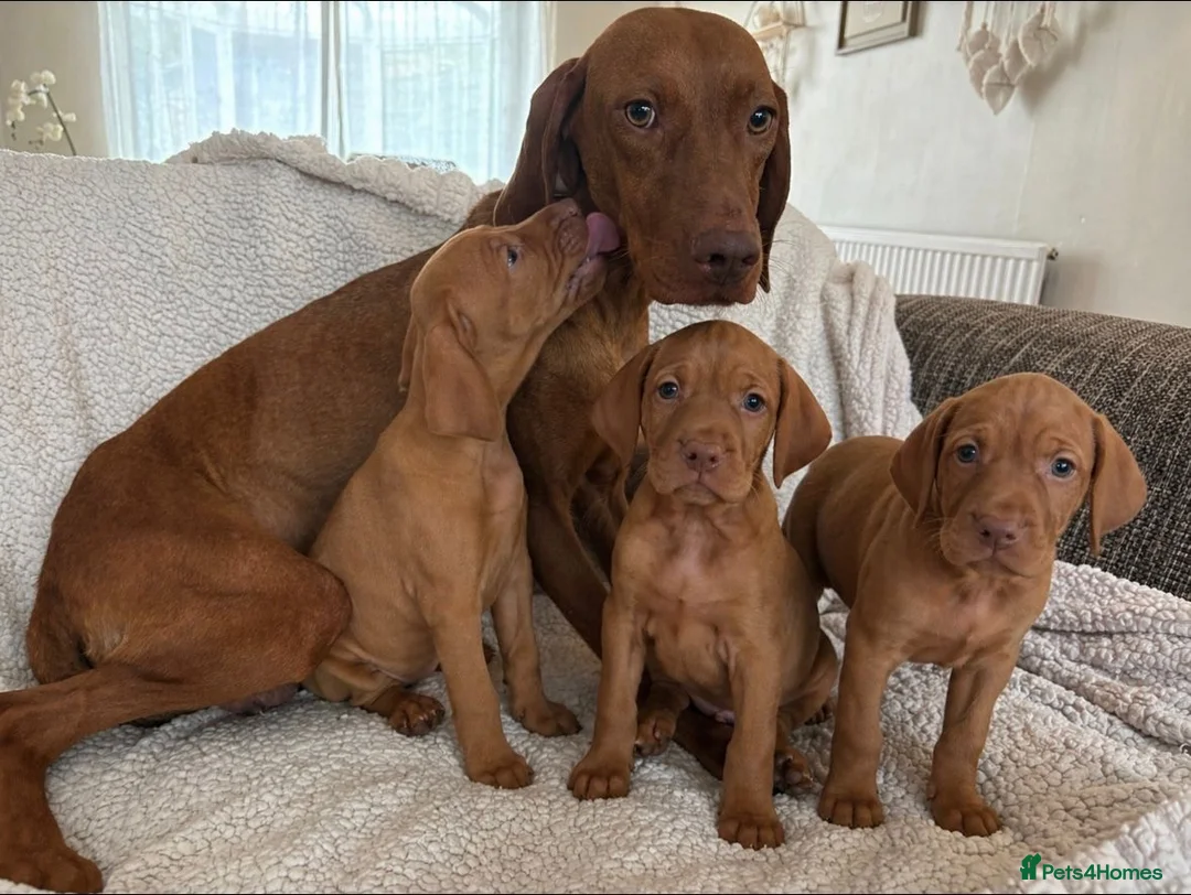 Hungarian Vizsla dogs for sale: Remarkable KC registered Visla puppies  in Stockport - Advert 10