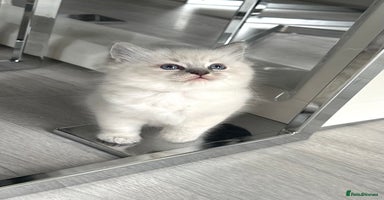 Ragdoll cats - Advert 9