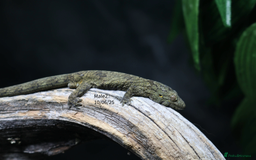 Gecko reptiles for sale: Eurydactylodes vieillardi - Chameleon gecko - Image 4