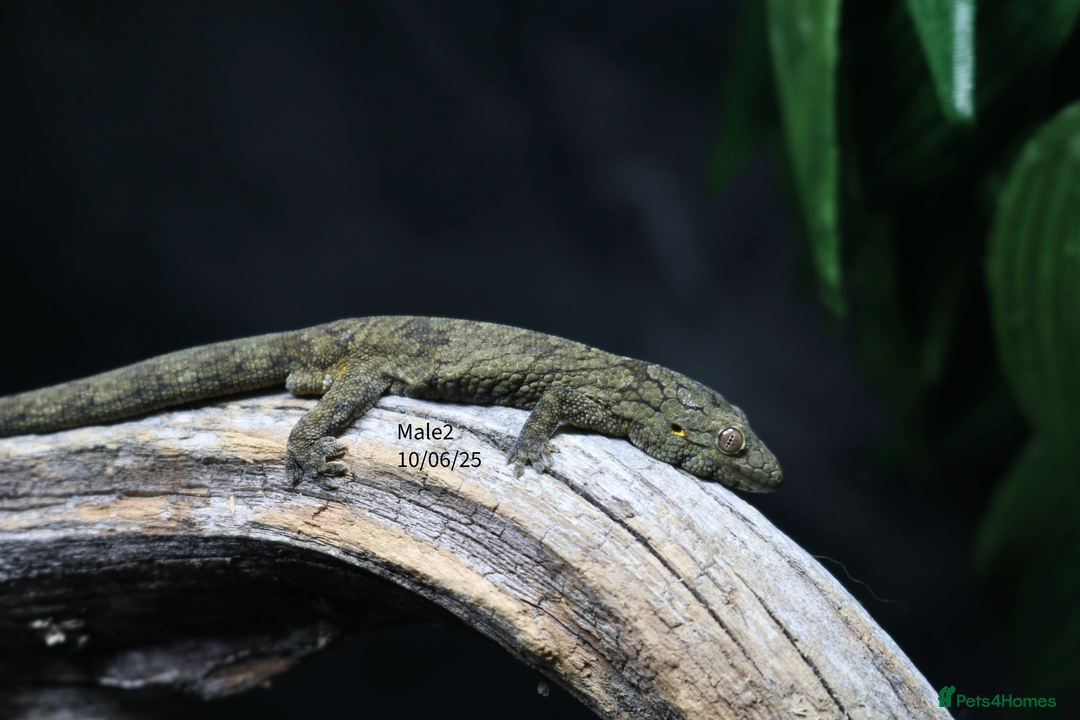 Gecko reptiles for sale: Eurydactylodes vieillardi - Chameleon gecko - Image 4