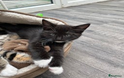 Mixed Breed cats for sale: READY NOW 3 beautiful friendly kittens  - Image 5