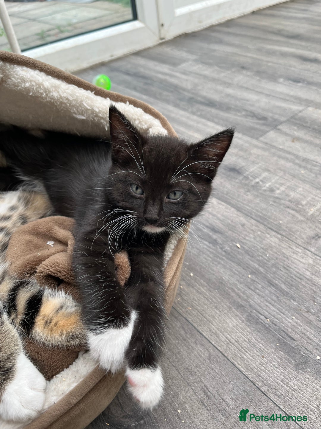 Mixed Breed cats for sale: READY NOW 3 beautiful friendly kittens  - Image 5