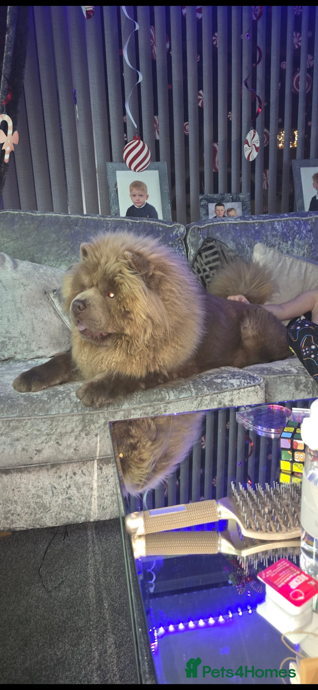 Chow Chow dogs for sale: Bear the chow chow  - Image 6