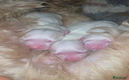 Maltipoo dogs for sale: Unique Korean miniature Maltipoos 🐶 🏡 🐾  - Image 6