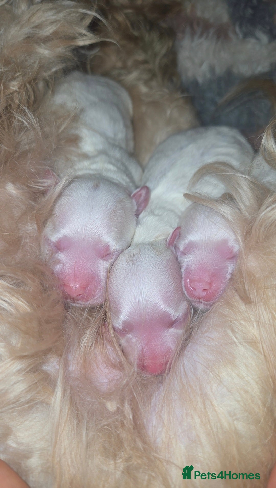 Maltipoo dogs for sale: Unique Korean miniature Maltipoos 🐶 🏡 🐾  - Image 6