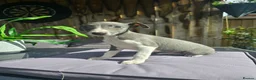 Whippet dogs for sale: 🐾Beautiful Whippet Puppies🐾 - Advert 11