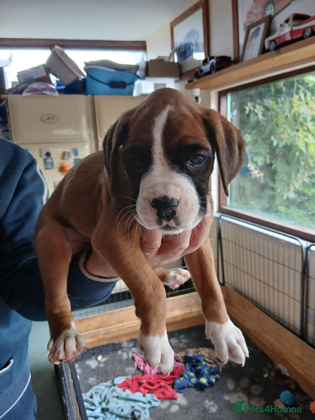 Boxer dogs for sale: Stunning kc registered boxer pups - Image 5