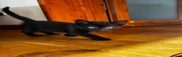Mixed Breed cats for sale: Kittens for sale in Inverness - Advert 7