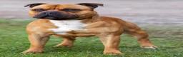 Staffordshire Bull Terrier dogs for stud: 🥨 Crufts Qualified Red SBT Stud 🥨 - Advert 2