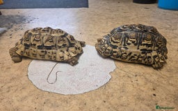 Tortoise reptiles for sale: Leopard Tortoise Pair - Image 5