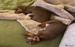 Miniature Dachshund dogs for sale: Beautiful choc and tan mini dachshund little girl - Image 2