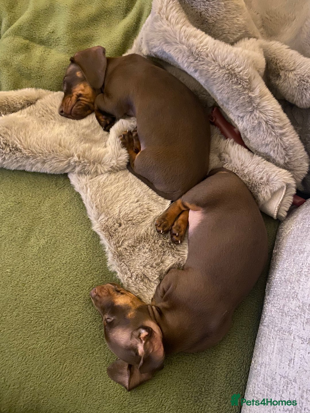 Miniature Dachshund dogs for sale: Beautiful choc and tan mini dachshund little girl - Image 2