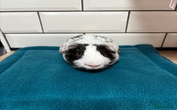 Guinea Pig rodents for sale: Dalmatians - Image 3
