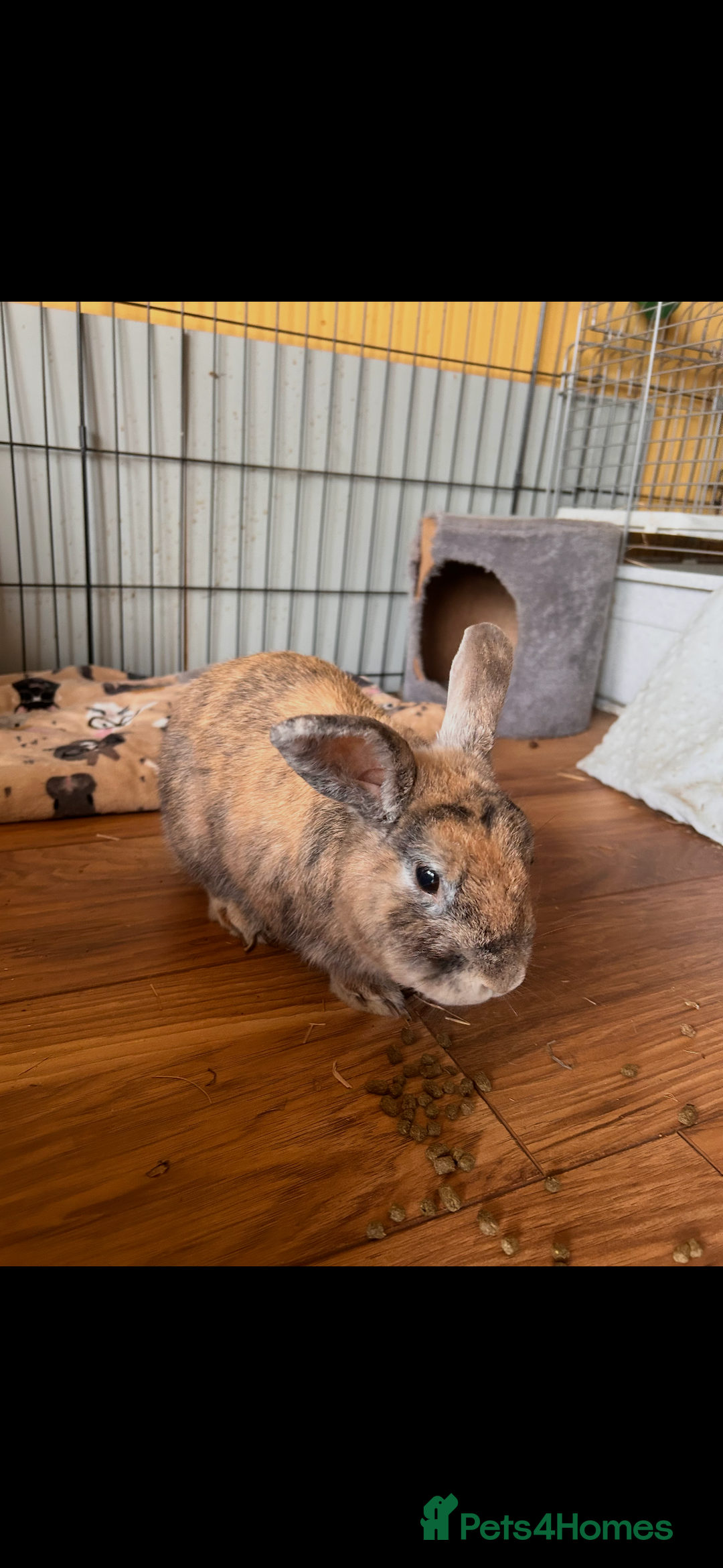 Mixed Breed rabbits for sale: Rabbit for rehoming - Advert 2