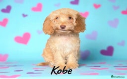 Cockapoo dogs for sale: ⭐️REDUCED⭐️ chocolate tri colour DNA clear F1 - Image 2